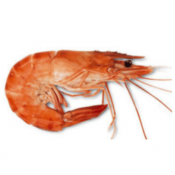 Crevettes de Madagascar cuites 40/6