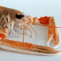 Langoustines glacées 20/30