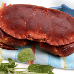 Crabe Tourteau Cuit