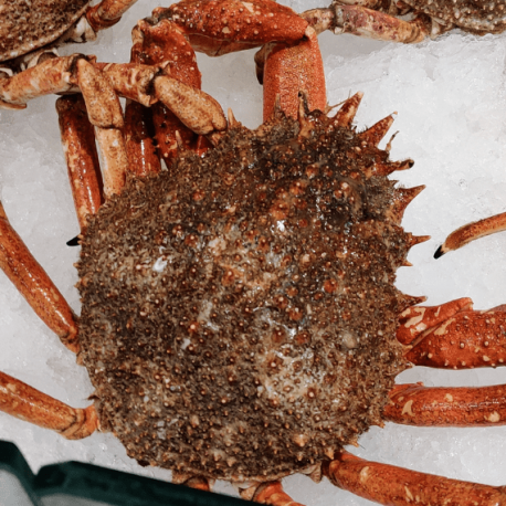 Araignée de mer vivante - Gros Mâle Araignée de mer vivante - Gros Mâle