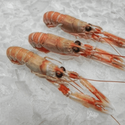 Langoustines glacées 16/20