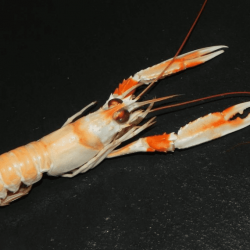 Langoustines cuites 20/30
