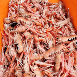 Langoustines vivantes du Croisic +40