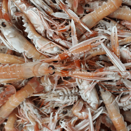 Langoustines vivantes du Croisic +40