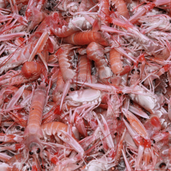 Langoustines vivantes du Croisic +40