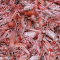 Langoustines vivantes Ecosse 20/30