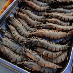 Gambas sauvages géantes crues