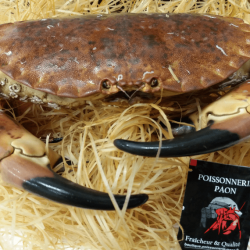 Crabe Tourteau Vivant