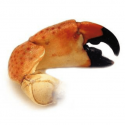Pince de crabe cuite