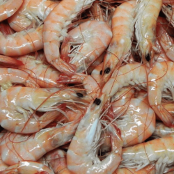 Crevettes tropicales cuites 80/100