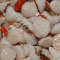 Noix de St Jacques