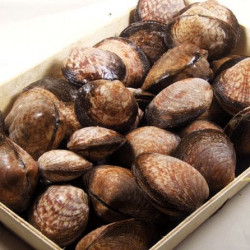 Amande de mer vivante
